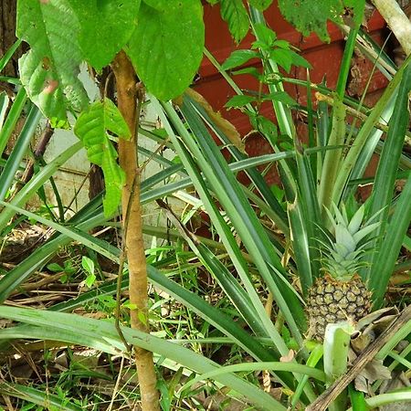 Jungle Eco Reserve Otel Colon Dış mekan fotoğraf