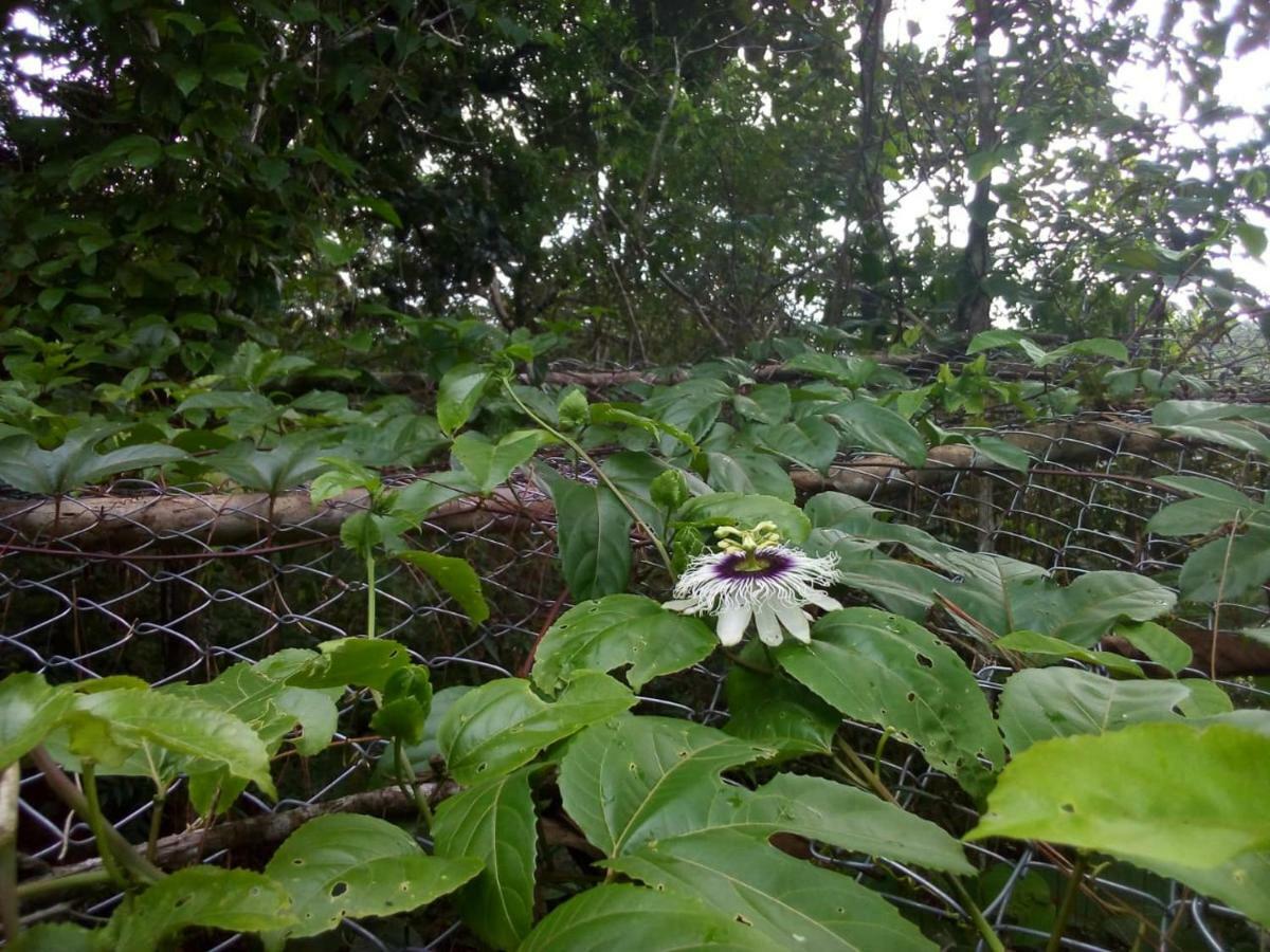 Jungle Eco Reserve Otel Colon Dış mekan fotoğraf